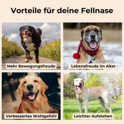 Vorteile für den Hund