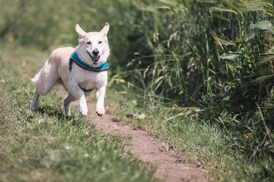 Gruenlippmuschel für Hunde