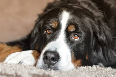 Schilddrüsenunterfunktion beim Hund
