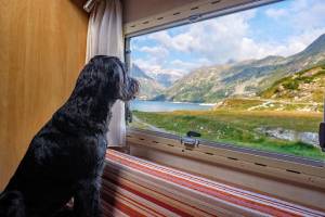 BARF im Urlaub