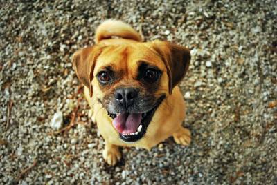 MSM Hunde