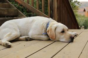 Therapie bei Spondylose beim Hund