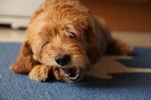 Ernährung bei Arthrose beim Hund