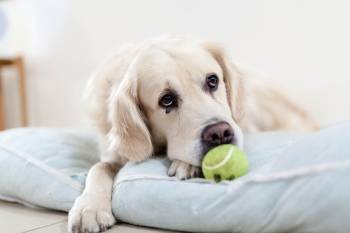 Symptome Hüftdysplasie Hund