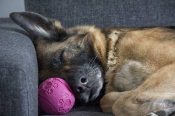 Hüftdysplasie Schäferhund