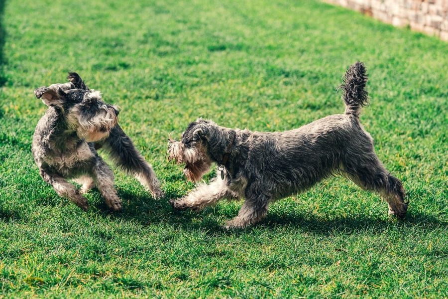 Hundespiel