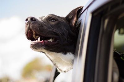 Hund im Auto