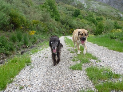 Hunde beim Wandern