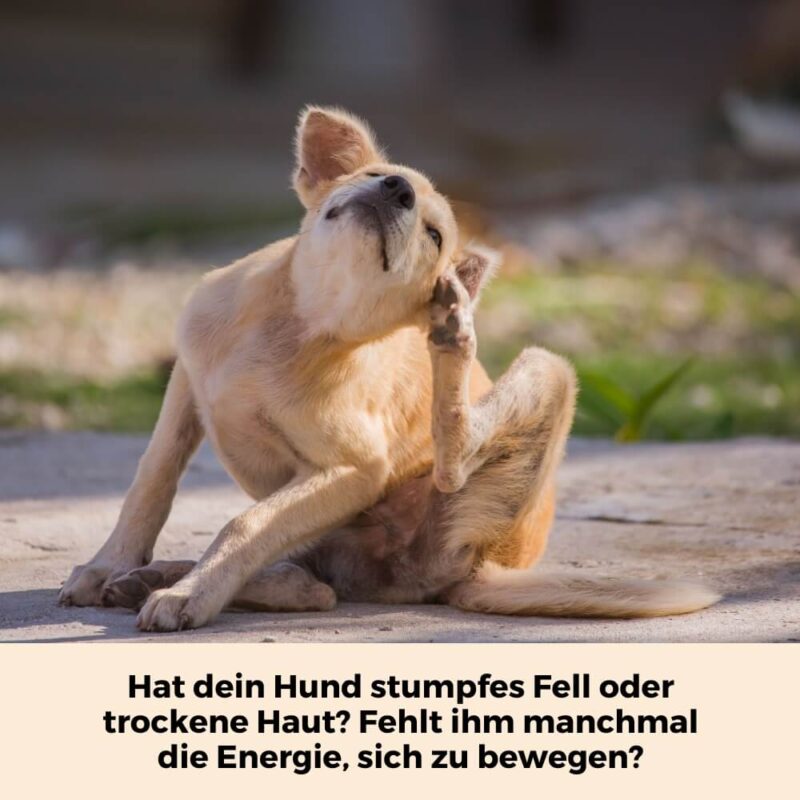 Hund kratzt sich