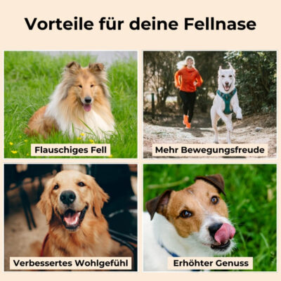 Vorteile des Wildfischöls für Hunde