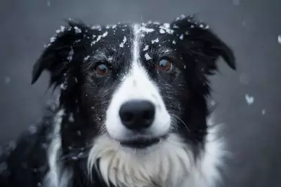 Hund zittert bei Schnee
