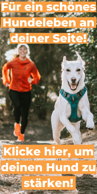 Klicke hier, um deinen Hund zu stärken