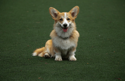 Wurmkur für Hunde