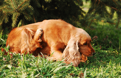 Hunde entwurmen