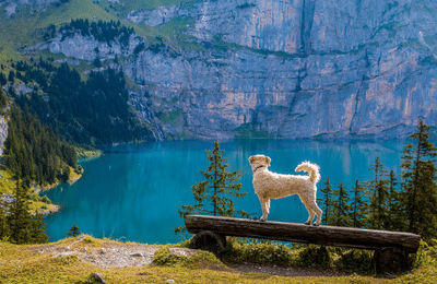 Hund draußen in der Natur