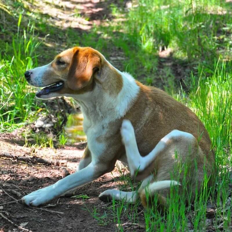 Hund kratzt sich