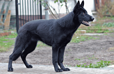 Hund zittert bei Spondylose