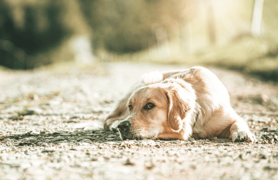 hund steht nicht mehr auf