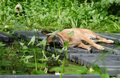 schleichender Hund png