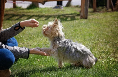 Übungen für Hunde mit Arthrose