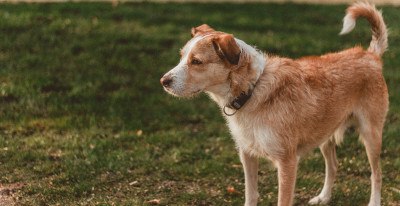 Alter Hund bleibt stehen und geht nicht weiter