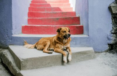 Hund ist steif nach dem Aufstehen