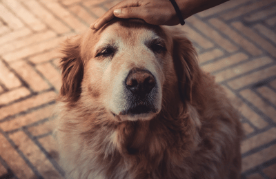 Muskelaufbau für ältere Hunde