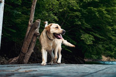 Hund humpelt auf einmal