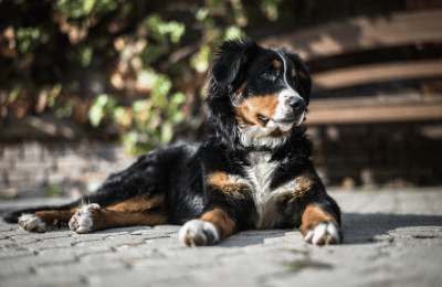 Knackende Gelenke bei Hunden