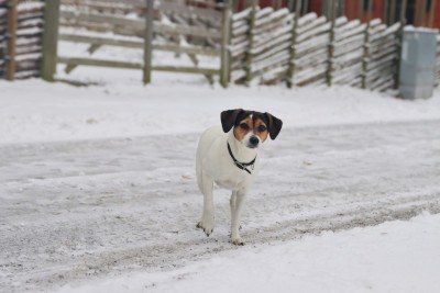 Hund knickt vorne weg