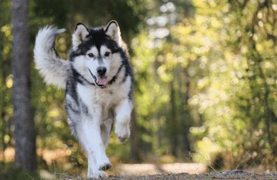 Übungen für Hunde mit ED