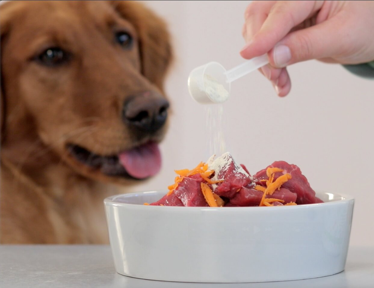 Dog-Native GelenkFit Fütterung