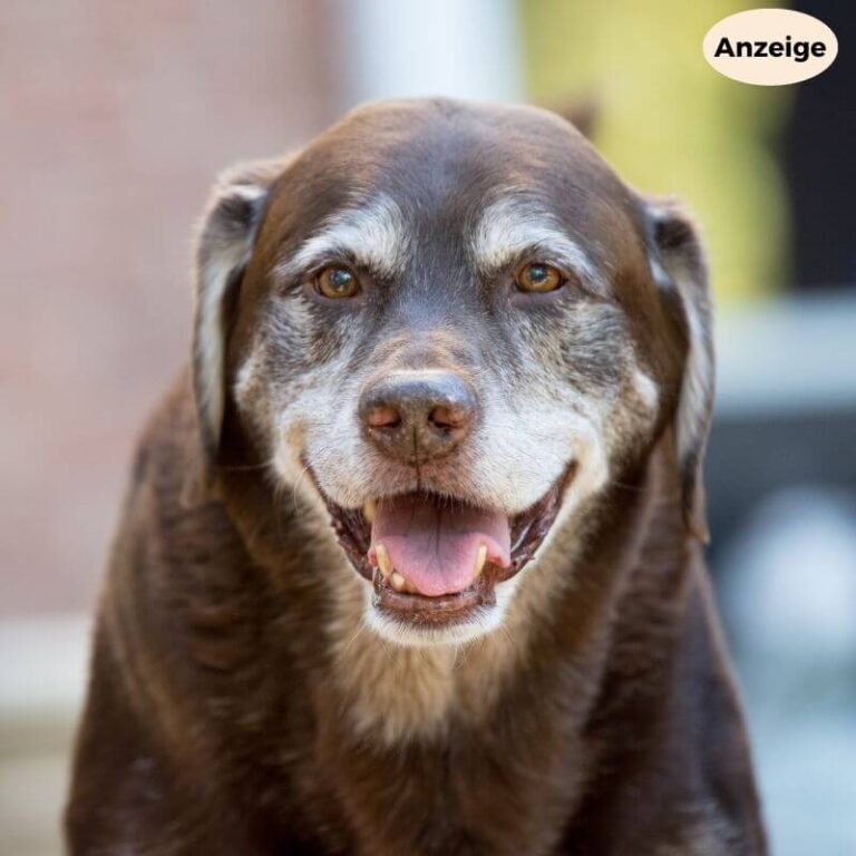 Welpe Kotet In Die Wohnung Trotz Gassi Gehen Alter Hund kotet in die Wohnung trotz Gassi gehen - Dog-Native